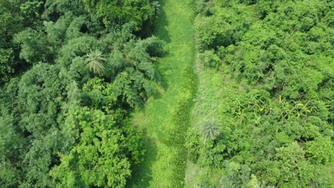 Aerial-view-shot-of-deep-green-forest