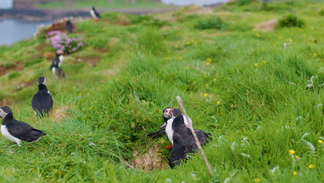 Atlantic-Puffins-fighting-with-beaks-interlocked-and-falling-into-burrow-hole,-Slomo