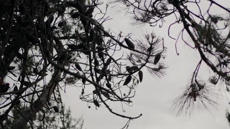 Silhouetted-pine-branches-with-cones-against-a-cloudy-sky