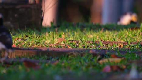 Standing-in-the-middle-and-moving-to-the-right-side-of-the-frame-a-Black-collared-Starling-Gracupica-nigricollis-is-foraging-for-food-in-a-public-park-in-Thailand