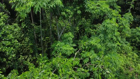 Aerial-view-shot-of-deep-green-forest