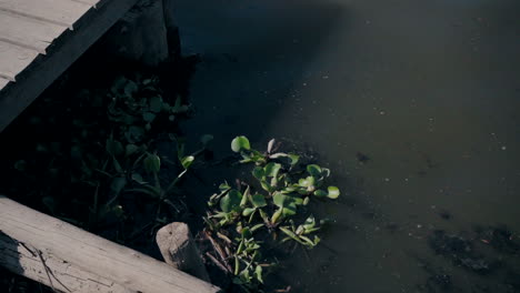 Aquatic-plants-growing-near-a-wooden-structure-in-dark,-murky-water