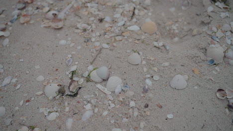 Shells-scattered-on-sandy-ground-at-Costa-Nova-Beach,-Aveiro,-Portugal,-on-a-cloudy-day