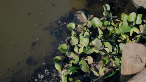 Close-up-of-green-aquatic-plants-in-muddy-water-near-the-shore