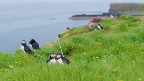 Grupo-De-Frailecillos-Atlánticos-Interactuando-En-Un-Acantilado,-Isla-De-Lunga,-Escocia---Slomo