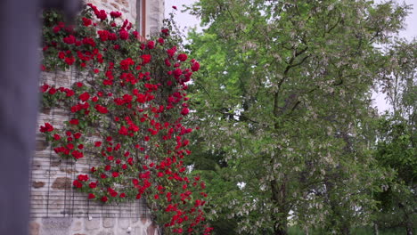 Blühende-Rote-Rosen-Klettern-Eine-Steinmauer-Neben-Einem-üppigen-Grünen-Baum,-Die-Natürliche-Schönheit-Darstellen