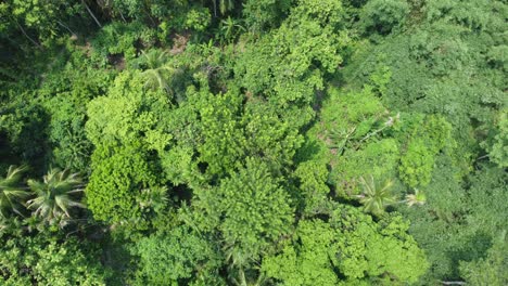 Toma-De-Vista-Aérea-Del-Bosque-Verde-Profundo