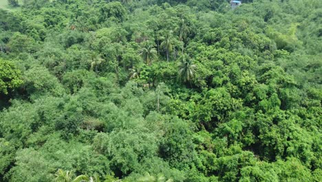 Aerial-view-shot-of-deep-green-forest