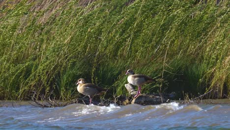 Zwei-Vögel-Stehen-Außerhalb-Des-Wassers,-Weil-Es-Stürmt-Und-Der-Wind-Stark-Weht