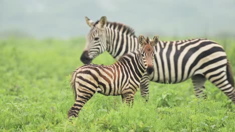 Baby-Animals-Shot-of-Zebra-and-Mother-in-Africa-in-Serengeti-National-Park-in-Tanzania,-Cute-Young-Zebra-Calf-in-Calving-Season-in-Lush-Green-Grass-and-Greenery-on-African-Wildlife-Animals-Safari