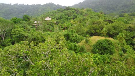 Toucan-in-a-section-of-the-Santa-Marta,-Colombia's-forest-and-its-environmental