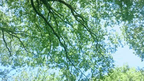 árbol-De-Buceo-Contador-En-El-Bosque,-Brocéliande.-Vista-Estática