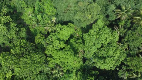 Toma-De-Vista-Aérea-Del-Bosque-Verde-Profundo