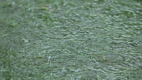 Es-Lluvia-En-El-Bosque