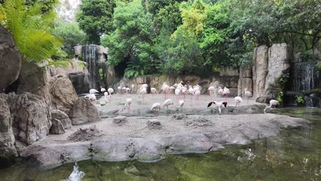 Timelapse-De-Una-Bandada-De-Flamencos-Rosados-En-La-Orilla-De-Un-Río