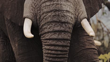 African-Elephant-Trunk-Close-Up-Extreme-Detail-in-Serengeti-National-Park-in-Tanzania-in-Africa,-Elephants-on-African-Wildlife-Safari-Animals-Game-Drive,-Showing-Wrinkles