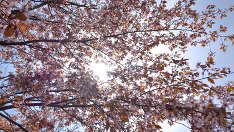 Blühende-Sakura-Bäume-Vor-Blauem-Himmel,-Rosa-Kirschblütenbäume-Mit-Laub-Im-Hintergrund