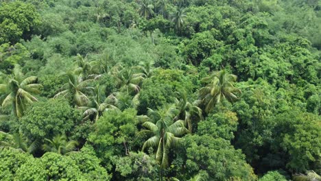 Aerial-view-shot-of-deep-green-forest