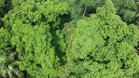 Aerial-view-shot-of-deep-green-forest