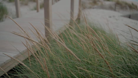 Close-up-of-tall-grass-by-a-wooden-walkway-on-a-sandy-beach