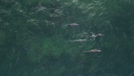 Fotografía-Cenital-De-Un-Grupo-De-Delfines-Nadando-En-El-Océano-Índico,-Australia-Occidental