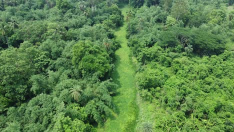 Aerial-view-shot-of-deep-green-forest