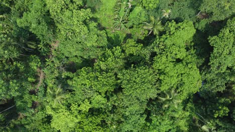 Toma-De-Vista-Aérea-Del-Bosque-Verde-Profundo