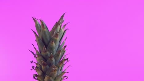 Close-up-of-the-top-of-a-pineapple,-showcasing-its-spiky,-green-leaves-with-a-purple-gradient-background