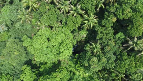 Aerial-view-shot-of-deep-green-forest