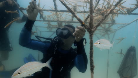 Meeresbiologen-Reinigen-Korallenaufzuchtstation-In-Samana,-In-Der-Silberne-Fische-Schwimmen