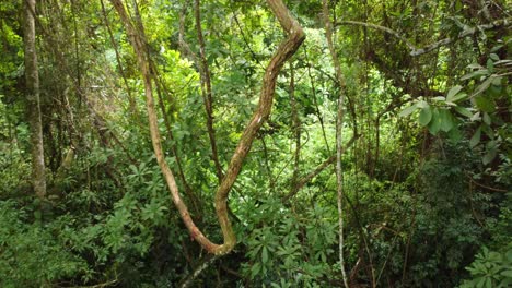 Tropical-rainforests-around-Santa-Marta-are-part-of-an-ecologically-rich-and-diverse-landscape-that-captivates-with-its-lush-greenery,-vibrant-wildlife,-and-complex-ecosystems