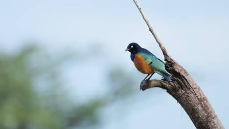 Superb-Starling-African-Bird-in-Africa-in-Ngorongoro-in-Ndutu-National-Park-in-Tanzania,-African-Birdlife-on-African-Animals-and-Wildlife-Safari,-Colourful-Bird-Perching-on-a-Tree-Branch