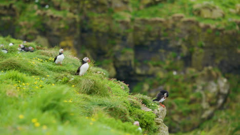 Frailecillo-Atlántico-Volando-Lejos-Del-Acantilado,-Islas-Treshnish,-Escocia