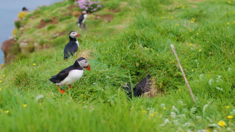 Atlantic-Puffins-fighting-inside-a-burrow,-others-come-to-see-the-commotion