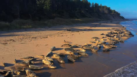 Drone-over-Large-group-of-seals-lying-on-beach-by-shoreline-in-Scottish-UK-waters,-aerial