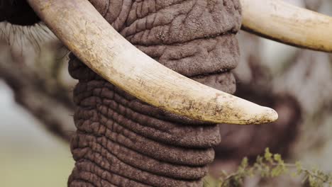 Colmillo-De-Elefante-Africano-De-Cerca-Con-Detalles-Extremos-En-El-Parque-Nacional-Serengeti-En-Tanzania-En-áfrica,-Elefantes-Alimentándose-Y-Comiendo-Arbustos-Con-Trompa-En-Un-Safari-De-Animales-Africanos-En-Un-Safari