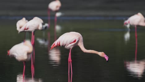 Slow-Motion-Flock-of-Pink-Flamingos-Close-Up-in-Tanzania-in-Africa-at-Ndutu-Lake-National-Park-in-Ngorongoro-Conservation-Area,-Lots-of-Flamingo-Standing-in-Water-on-African-Wildlife-Safari