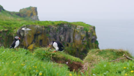 Puffin-tugging-on-grass-trying-to-collect-nesting-material,-Lunga-Island,-Scotland