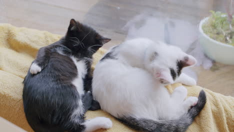 Two-kittens-self-grooming-on-blanket-at-home