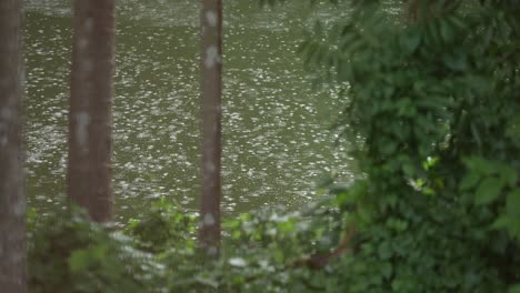 Es-Lluvia-En-El-Bosque