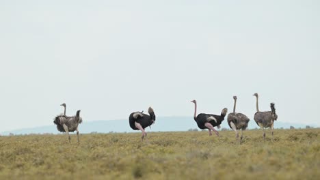 Group-of-Male-and-Female-Ostrich-in-Serengeti-National-Park-in-Tanzania,-Ostriches-in-Africa-on-African-Wildlife-Safari-Animals-Game-Drive,-Walking-in-Plains-Scenery