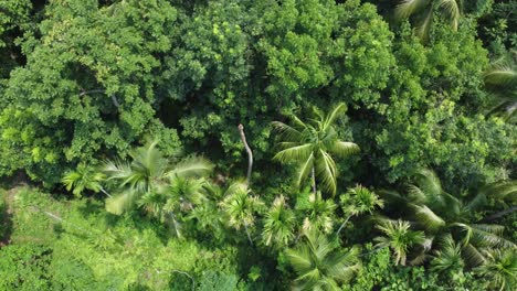 Aerial-view-shot-of-deep-green-forest