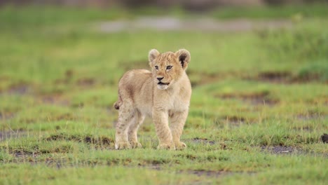 Divertido-Y-Lindo-Cachorro-De-León-Rugiendo-Y-Llamando-En-Serengeti,-Animales-Bebés-En-áfrica,-Cachorros-De-Leones-Haciendo-Ruido-En-Tanzania-En-áfrica-En-Un-Safari-De-Vida-Silvestre-Africano,-Disparo-En-ángulo-Bajo-Desde-El-Nivel-De-Los-Ojos