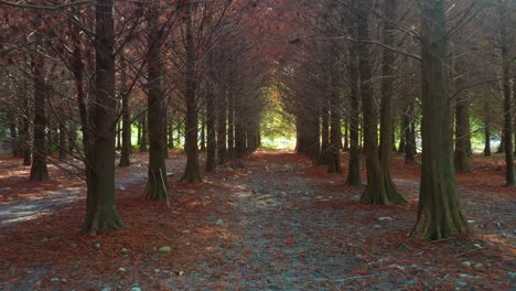 Aerial-drone-low-flyover-a-mysterious-forest-path-lined-with-autumnal-Bald-Cypress-trees,-under-a-natural-canopy-of-bare-branches,-with-dappled-sunlight-filtering-through-the-deciduous-conifer-forests