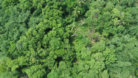 Toma-De-Vista-Aérea-Del-Bosque-Verde-Profundo