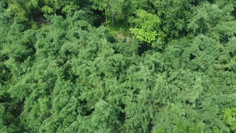 Aerial-view-shot-of-deep-green-forest