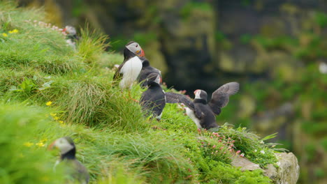 Atlantic-Puffin-coming-in-for-landing-on-coastal-cliff-on-Lunga-island,-Scotland