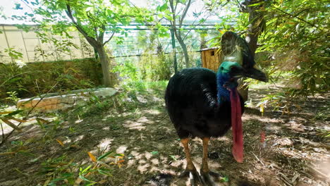 Cassowary-bird-in-a-lush-enclosure-at-Attischer-Zoologischer-Park-in-Athens-Greece