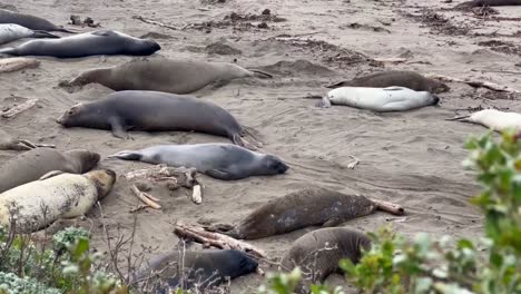 Cinematic-close-up-and-booming-up-shot-of-northern-elephant-seals-flipping-sand-and-laying-on-the-beach-at-Piedras-Blancas-off-the-coast-of-Central-California