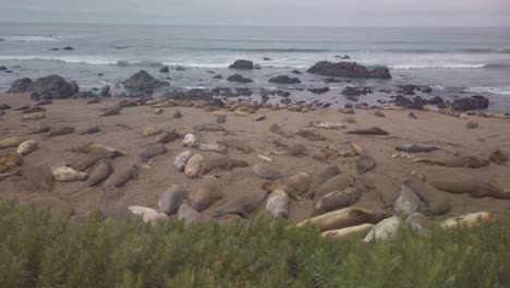 Gimbal-wide-dolly-shot-of-a-large-colony-of-northern-elephant-seals-on-the-beach-in-Piedras-Blancas,-California